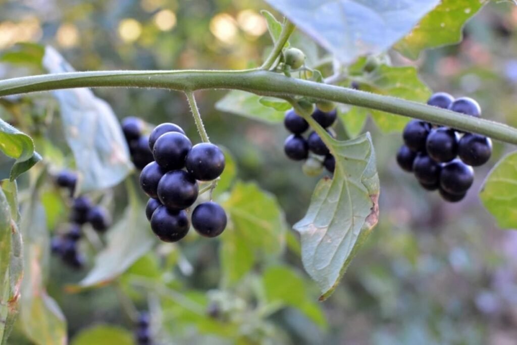 Nachtschattenlähmung: Ursachen, Symptome und wirksame Lösungen im Überblick